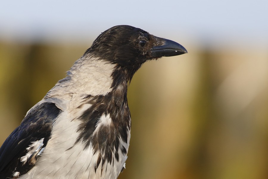 Wrona siwa – Corvus corone